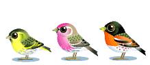 Birds graphics