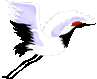Birds graphics