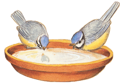 Birds graphics