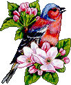 Birds graphics