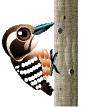 Birds graphics