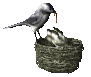 Birds graphics