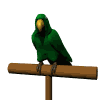 Birds graphics