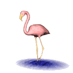 Birds graphics
