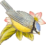 Birds graphics