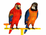Birds graphics