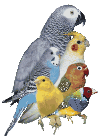 Birds graphics
