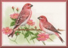 Birds graphics