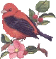 Birds graphics