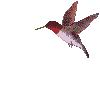 Birds graphics