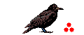 Birds graphics