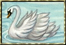Birds graphics