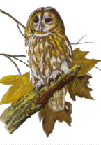 Birds graphics