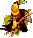 Birds graphics