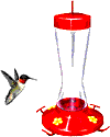 Birds graphics