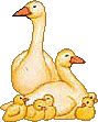 Birds graphics