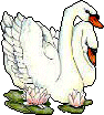 Birds graphics