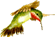 Birds graphics
