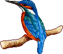 Birds graphics