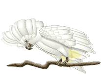 Birds graphics