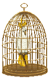 Birds graphics