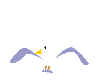Birds graphics