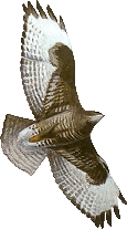Birds graphics