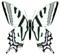 Butterflies graphics