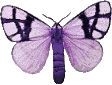 Butterflies graphics