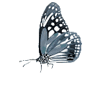 Butterflies graphics