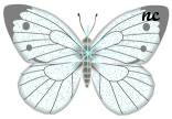 Butterflies graphics