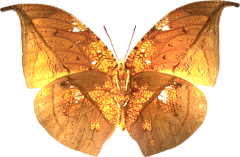 Butterflies graphics