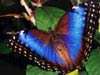 Butterflies graphics