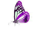 Butterflies graphics