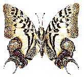 Butterflies graphics