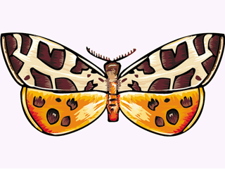 Butterflies graphics