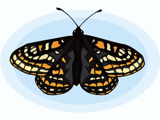 Butterflies graphics