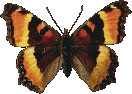 Butterflies graphics