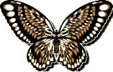 Butterflies graphics