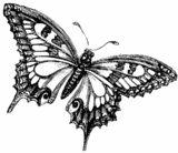 Butterflies graphics