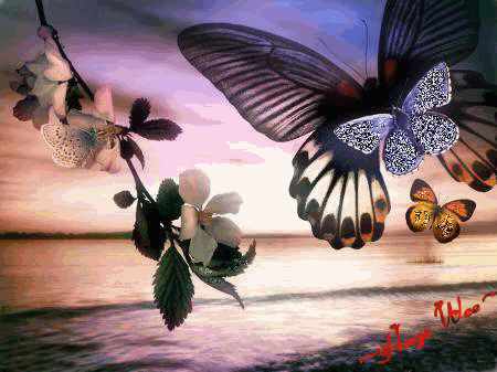 Butterflies graphics