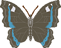 Butterflies graphics