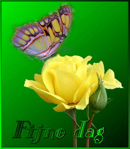 Butterflies graphics