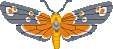 Butterflies graphics