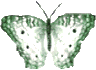 Butterflies graphics