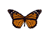 Butterflies graphics