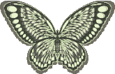 Butterflies graphics