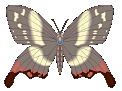 Butterflies graphics