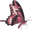 Butterflies graphics