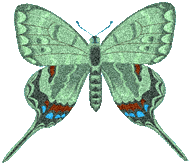Butterflies graphics
